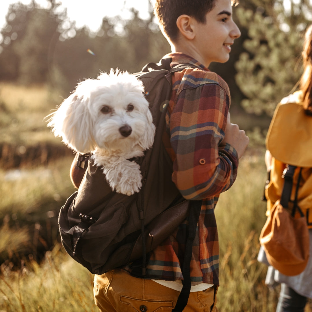 Pet Carries & Travel Accessories